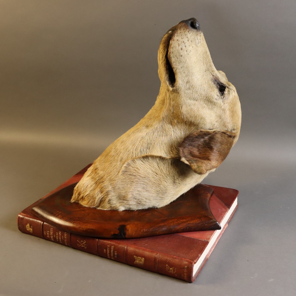 A Victorian taxidermy foxhound head with tan fur facing upwards, mounted on a polished oak shield board.