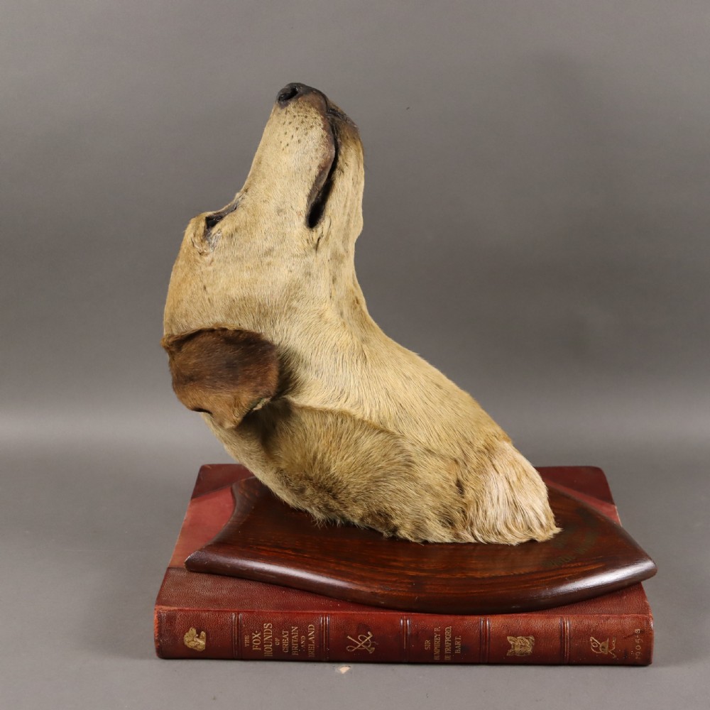A Victorian taxidermy foxhound head with tan fur facing upwards, mounted on a polished oak shield board. View II