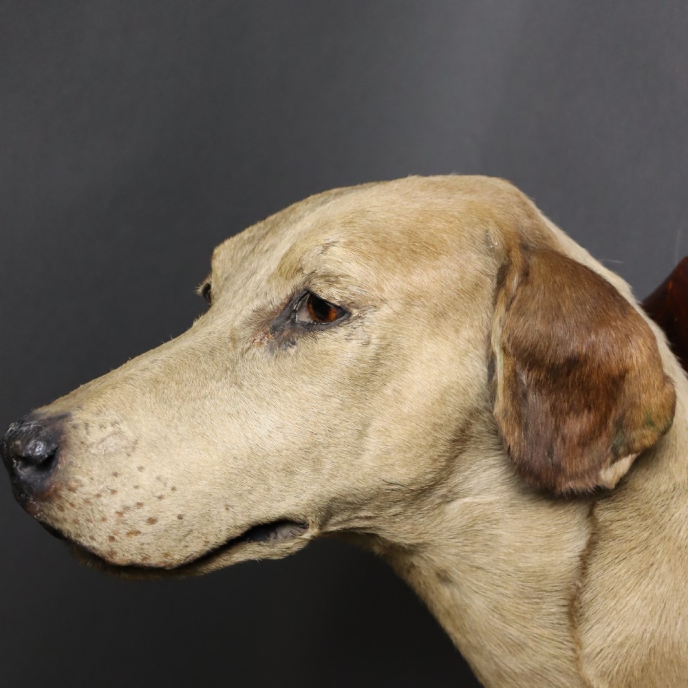 A Victorian taxidermy foxhound head with tan fur facing upwards, mounted on a polished oak shield board. View III