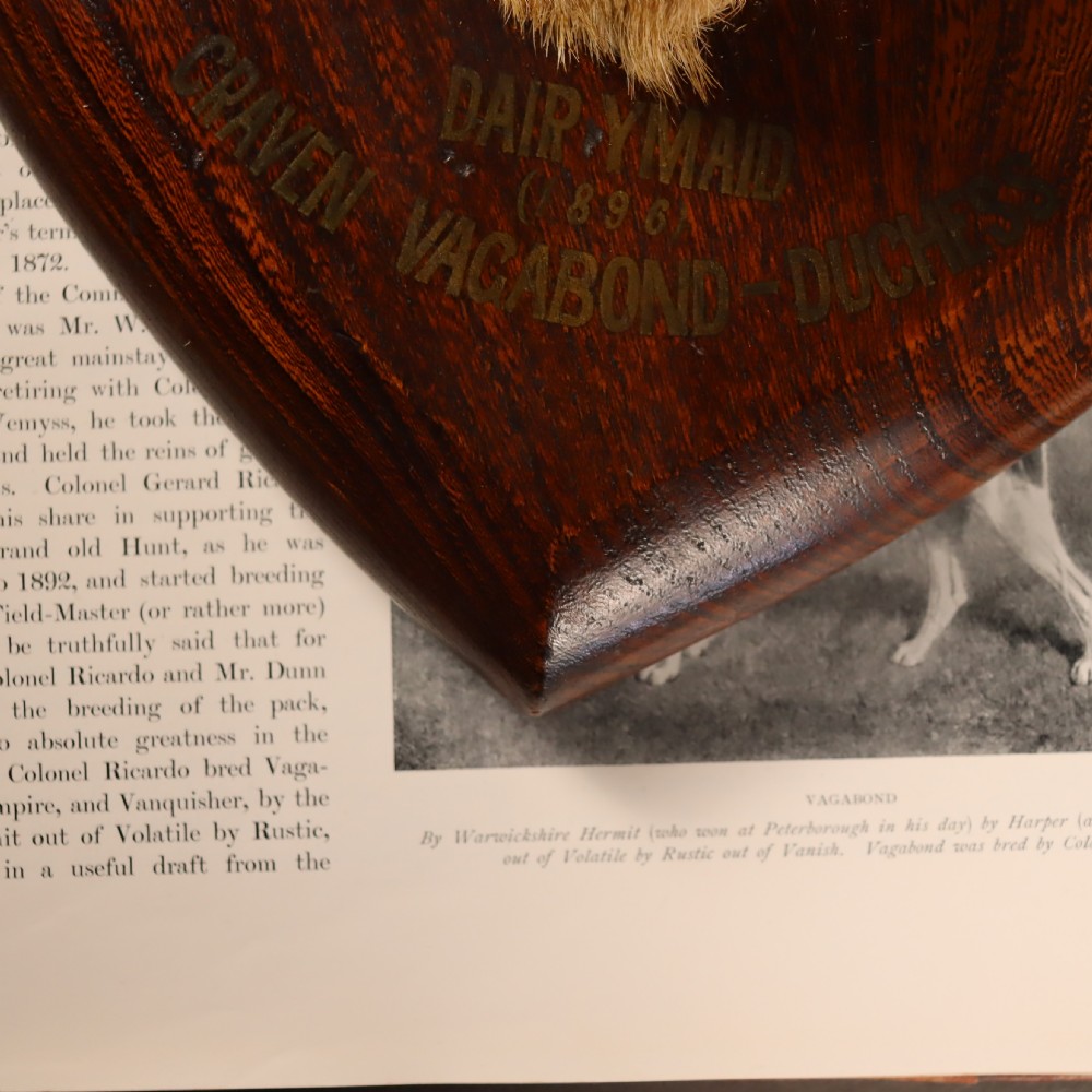 A Victorian taxidermy foxhound head with tan fur facing upwards, mounted on a polished oak shield board. View IV