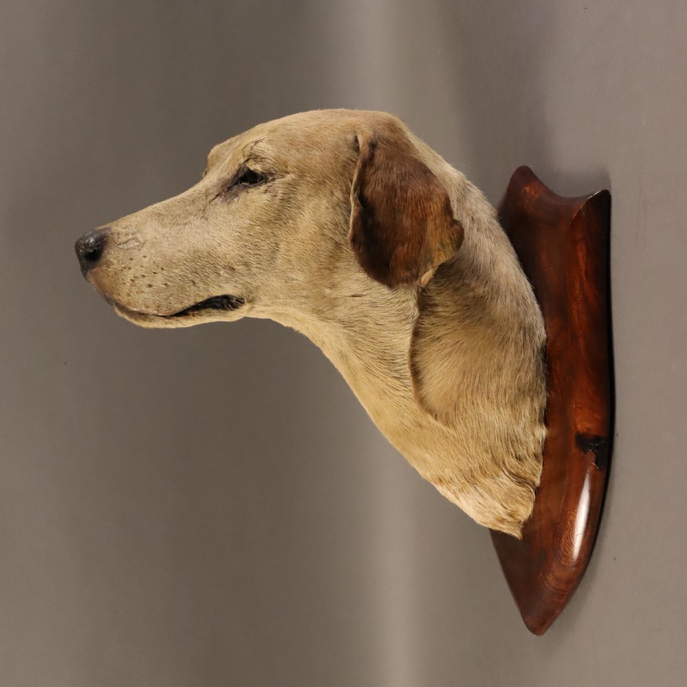 A Victorian taxidermy foxhound head with tan fur facing upwards, mounted on a polished oak shield board. View VI