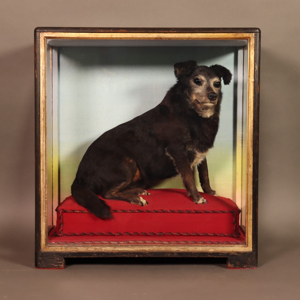 An early 20th-century cased taxidermy pet dog seated on a red fabric cushion against a painted sky background inside a glazed wooden case with gilt trim.