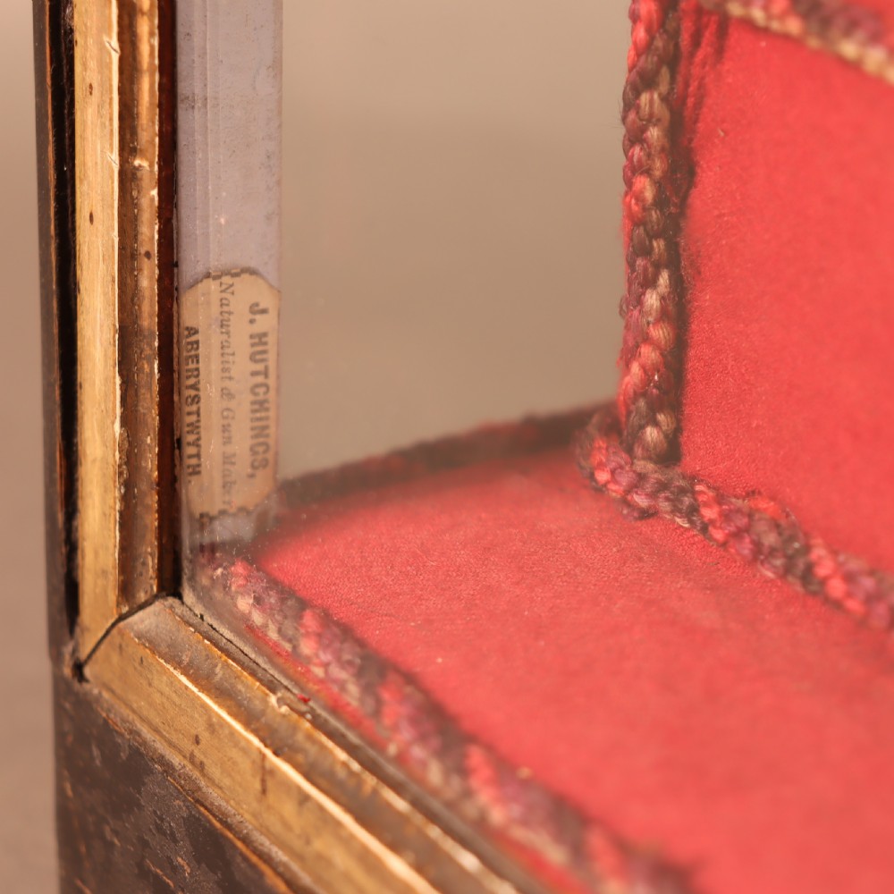 An early 20th-century cased taxidermy pet dog seated on a red fabric cushion against a painted sky background inside a glazed wooden case with gilt trim. View II
