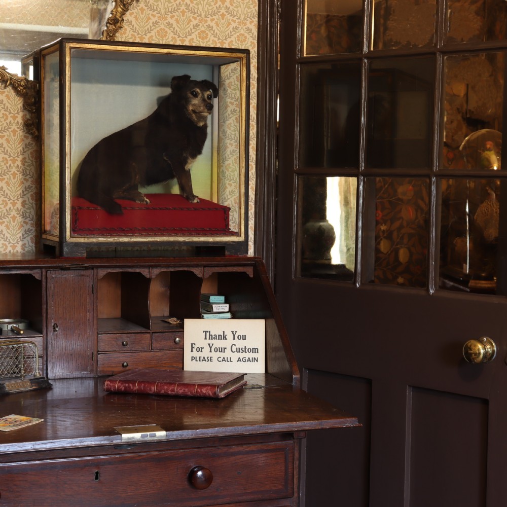 An early 20th-century cased taxidermy pet dog seated on a red fabric cushion against a painted sky background inside a glazed wooden case with gilt trim. View III