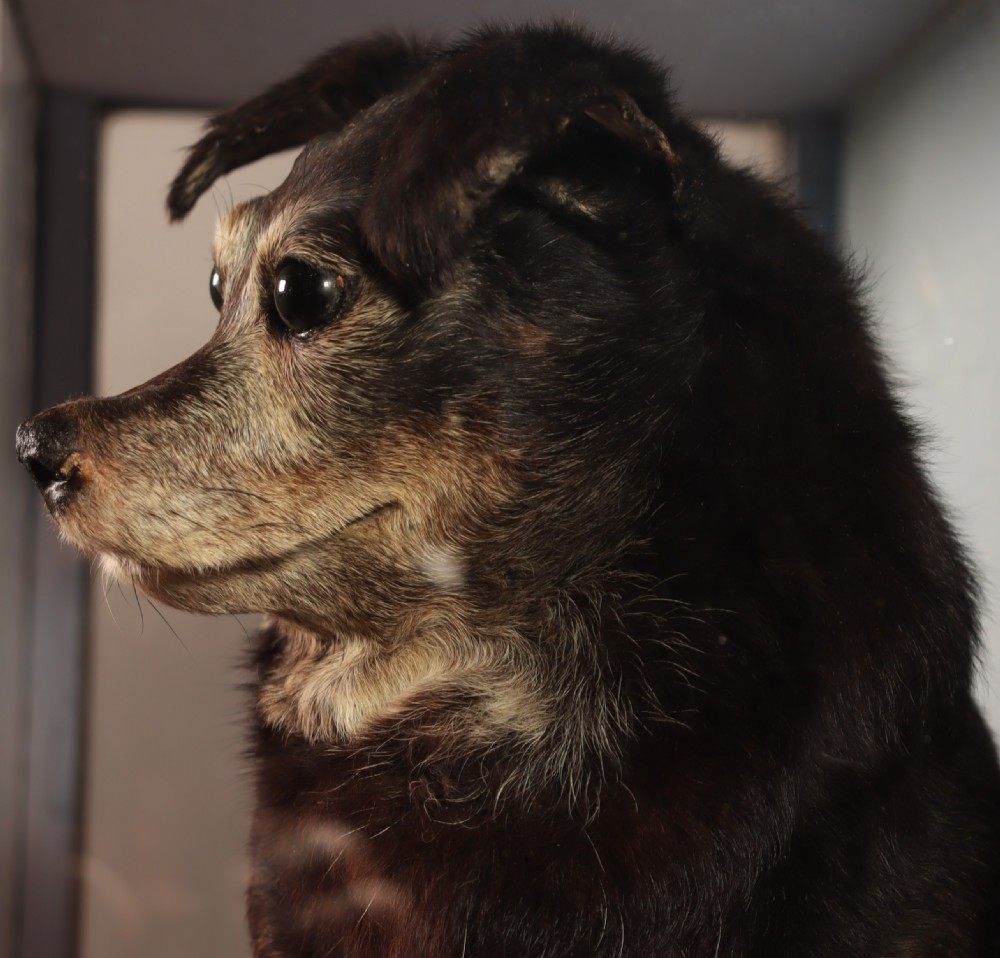 An early 20th-century cased taxidermy pet dog seated on a red fabric cushion against a painted sky background inside a glazed wooden case with gilt trim. View V