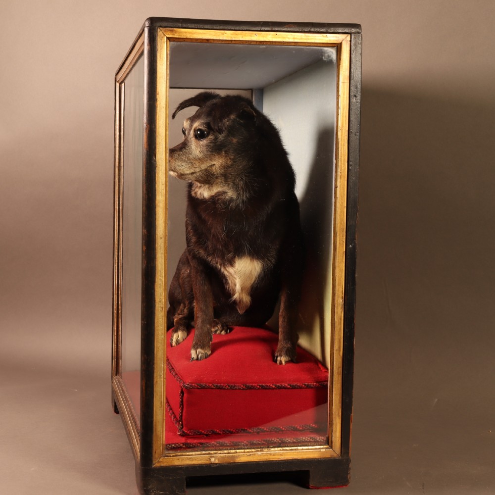 An early 20th-century cased taxidermy pet dog seated on a red fabric cushion against a painted sky background inside a glazed wooden case with gilt trim. View VI