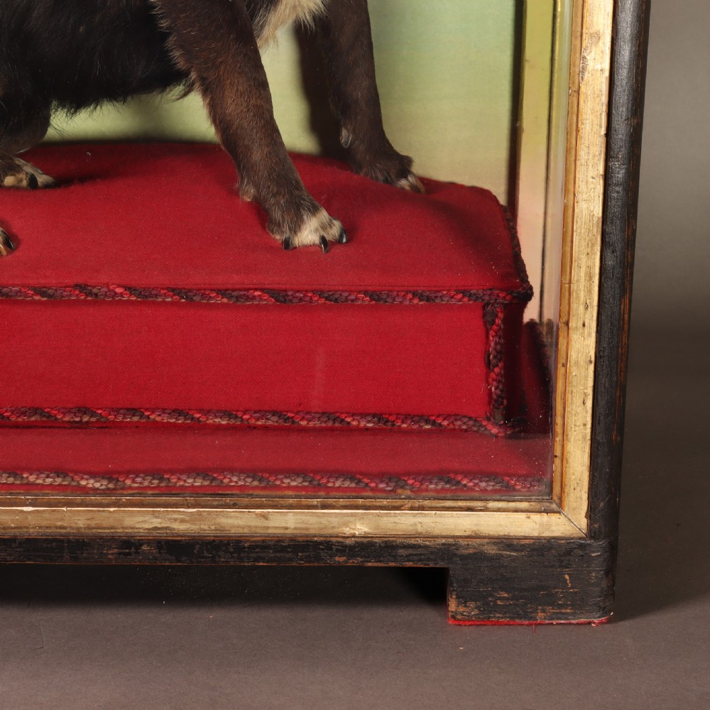 An early 20th-century cased taxidermy pet dog seated on a red fabric cushion against a painted sky background inside a glazed wooden case with gilt trim. View VII