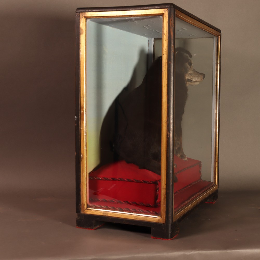 An early 20th-century cased taxidermy pet dog seated on a red fabric cushion against a painted sky background inside a glazed wooden case with gilt trim. View VIII