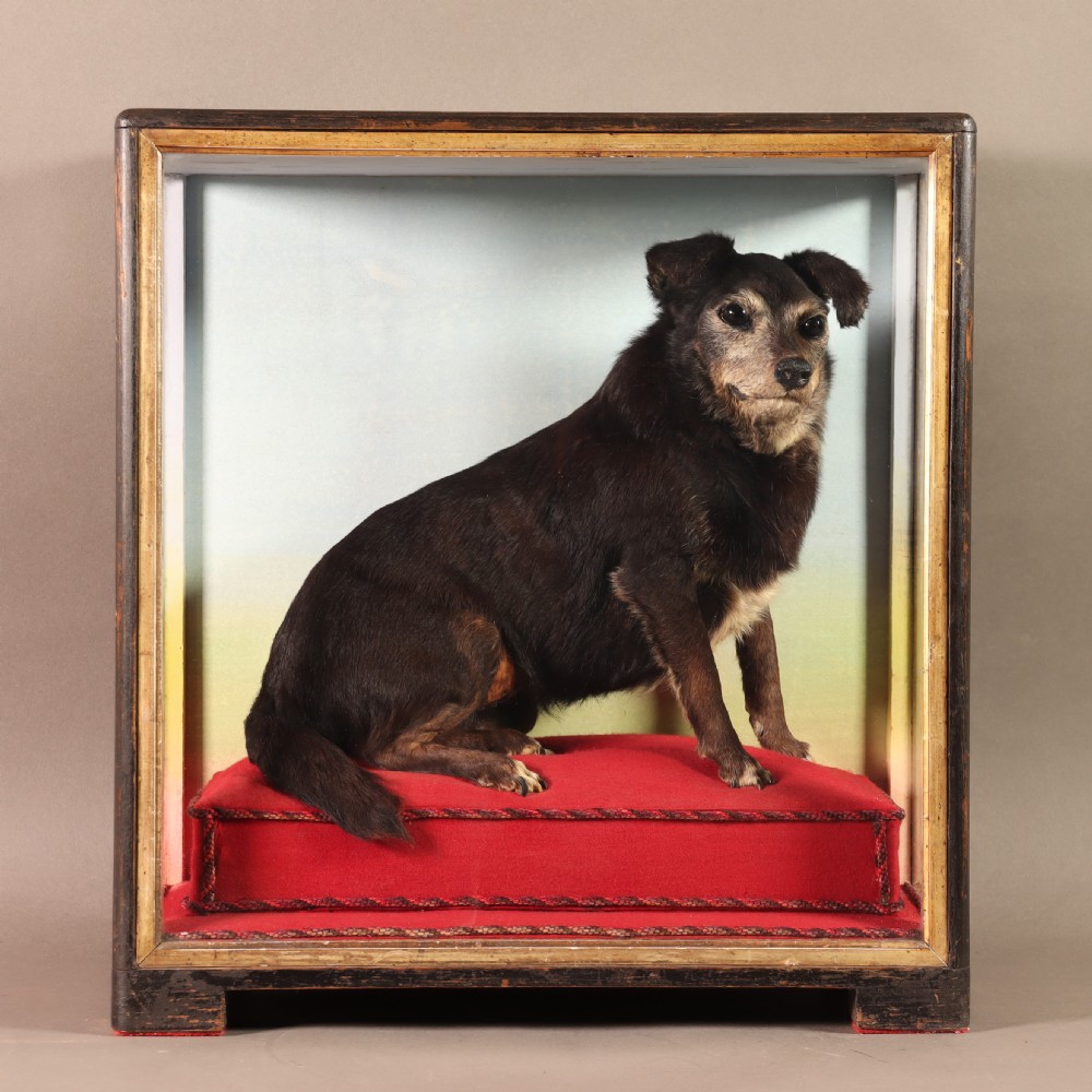 An early 20th-century cased taxidermy pet dog seated on a red fabric cushion against a painted sky background inside a glazed wooden case with gilt trim. View XII