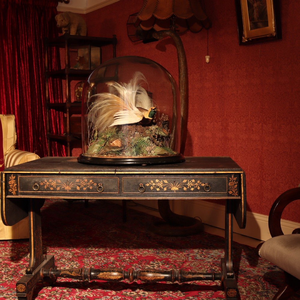 A Victorian taxidermy Greater Bird of Paradise with yellow plumage mounted inside a glass dome on a dark wooden base. View III