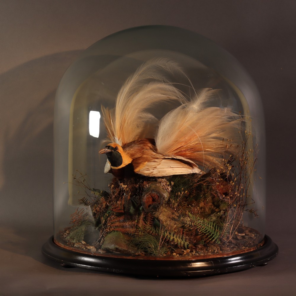 A Victorian taxidermy Greater Bird of Paradise with yellow plumage mounted inside a glass dome on a dark wooden base.