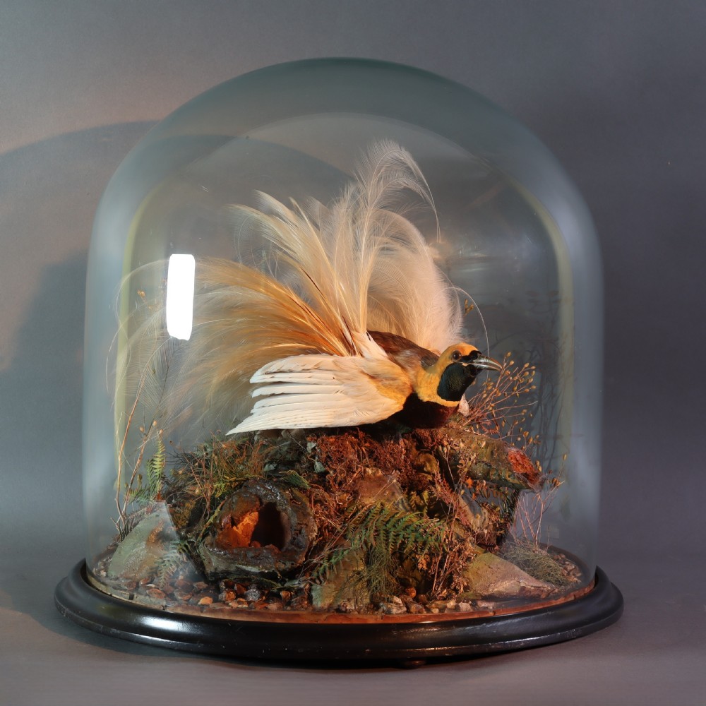 A Victorian taxidermy Greater Bird of Paradise with yellow plumage mounted inside a glass dome on a dark wooden base. View V