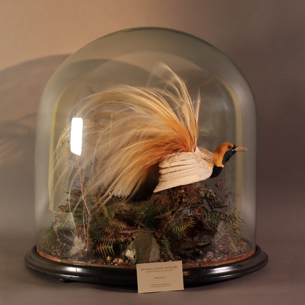 A Victorian taxidermy Greater Bird of Paradise with yellow plumage mounted inside a glass dome on a dark wooden base. View VI