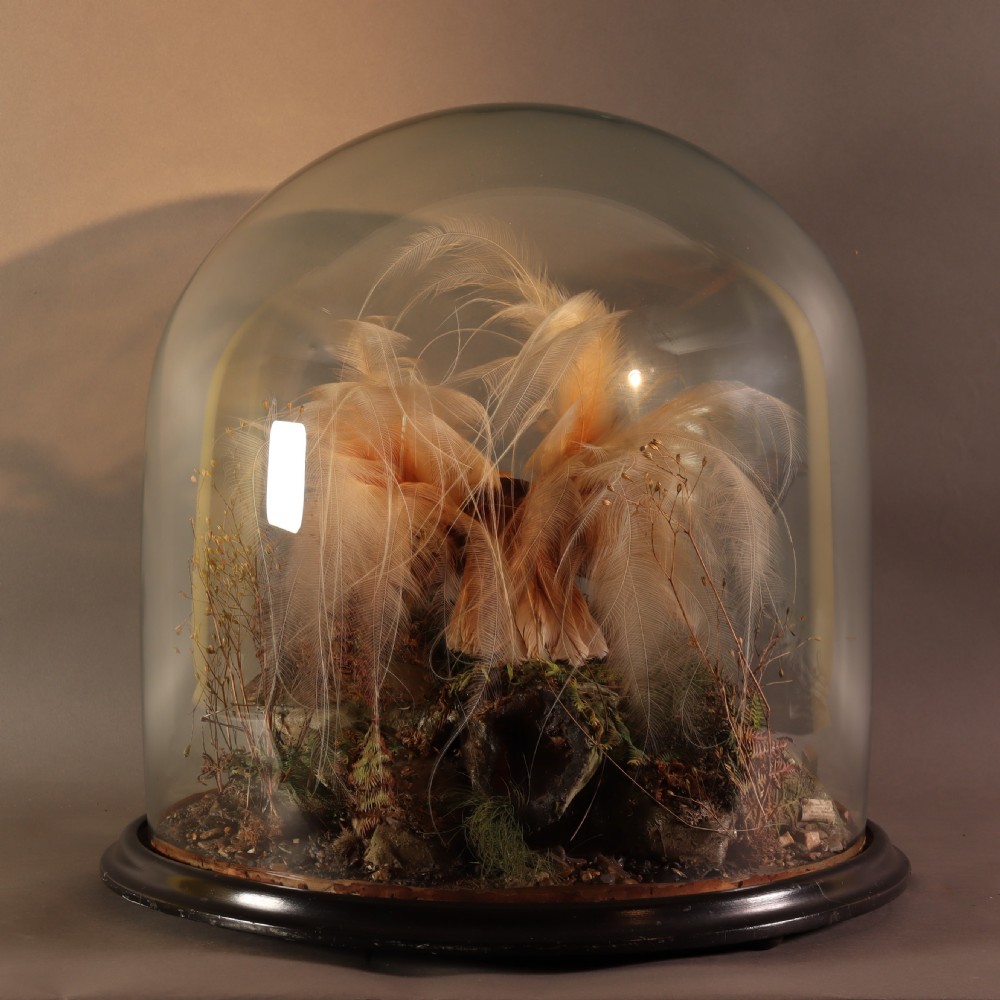 A Victorian taxidermy Greater Bird of Paradise with yellow plumage mounted inside a glass dome on a dark wooden base. View VII