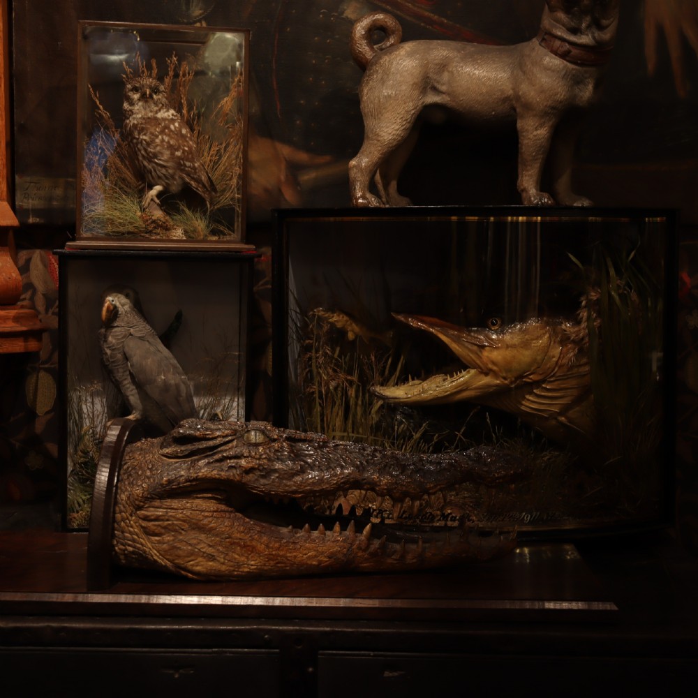 A Victorian crocodile head taxidermy mount attached to a dark brown rectangular oak plaque viewed from a profile perspective. View III