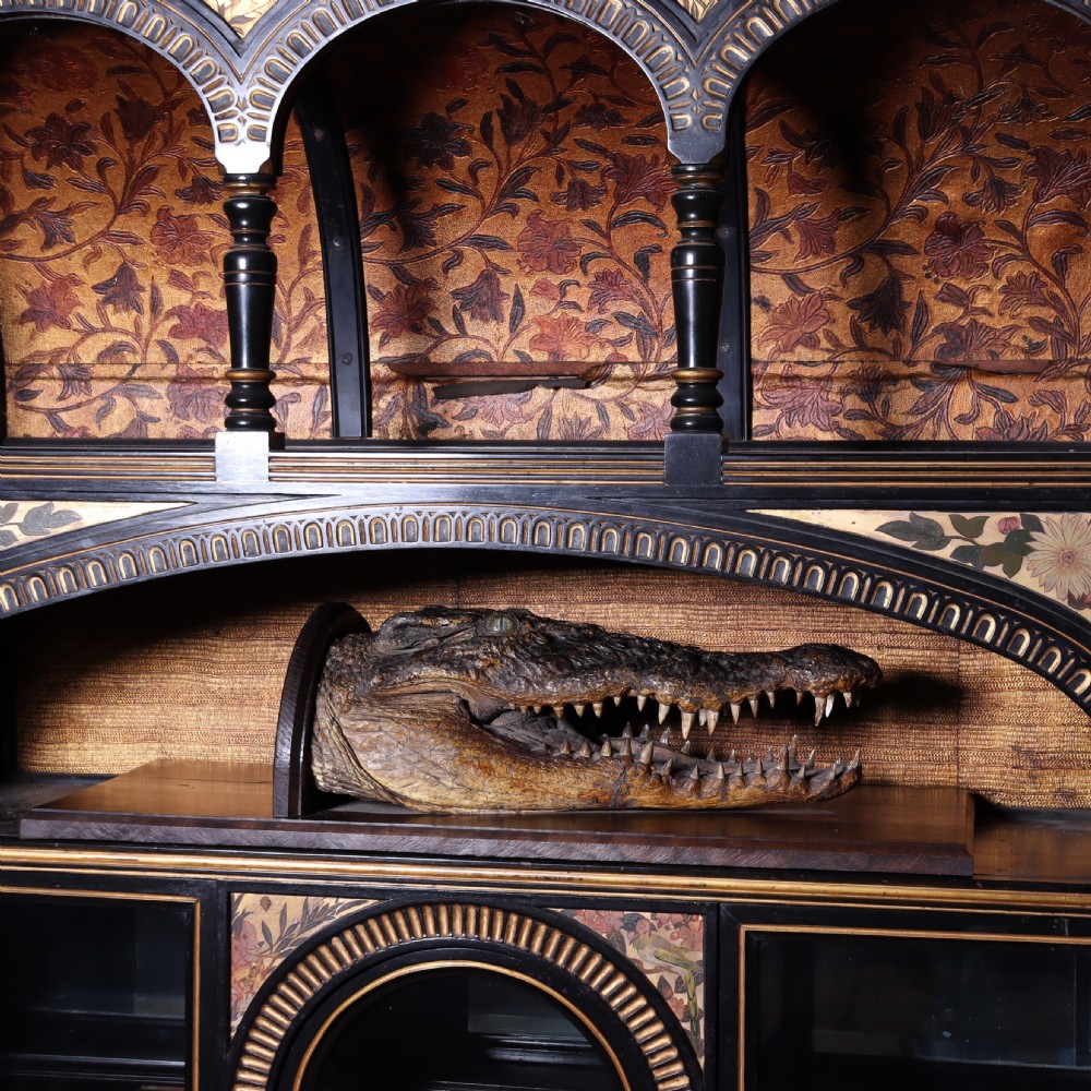 A Victorian crocodile head taxidermy mount attached to a dark brown rectangular oak plaque viewed from a profile perspective. View II