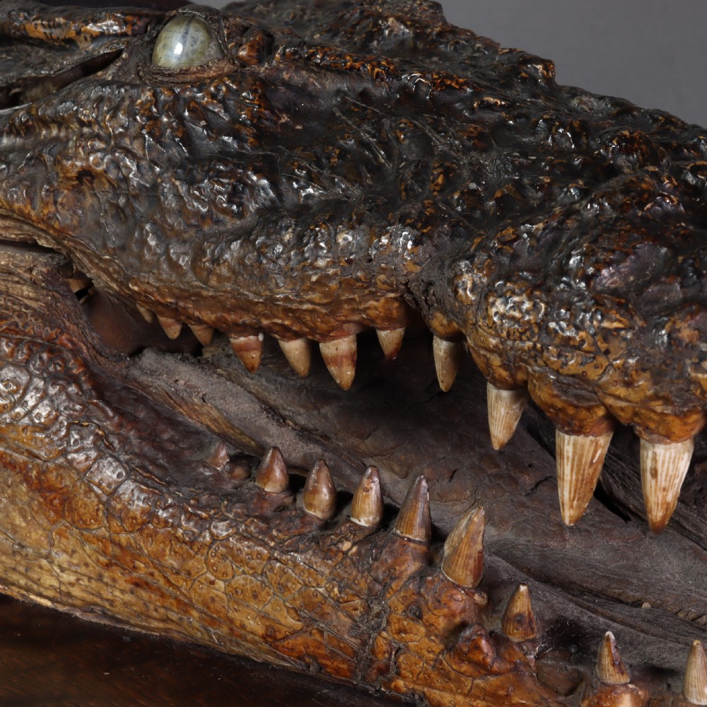 A Victorian crocodile head taxidermy mount attached to a dark brown rectangular oak plaque viewed from a profile perspective. View VI