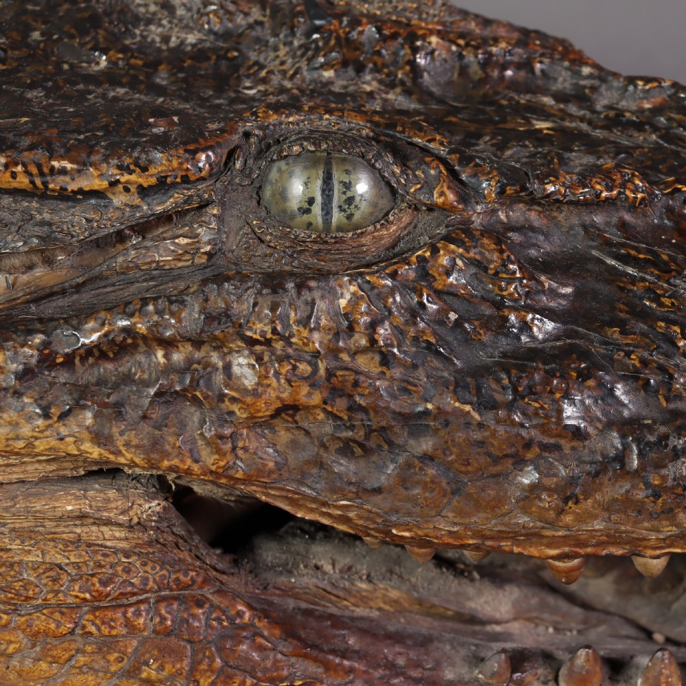 A Victorian crocodile head taxidermy mount attached to a dark brown rectangular oak plaque viewed from a profile perspective. View VII