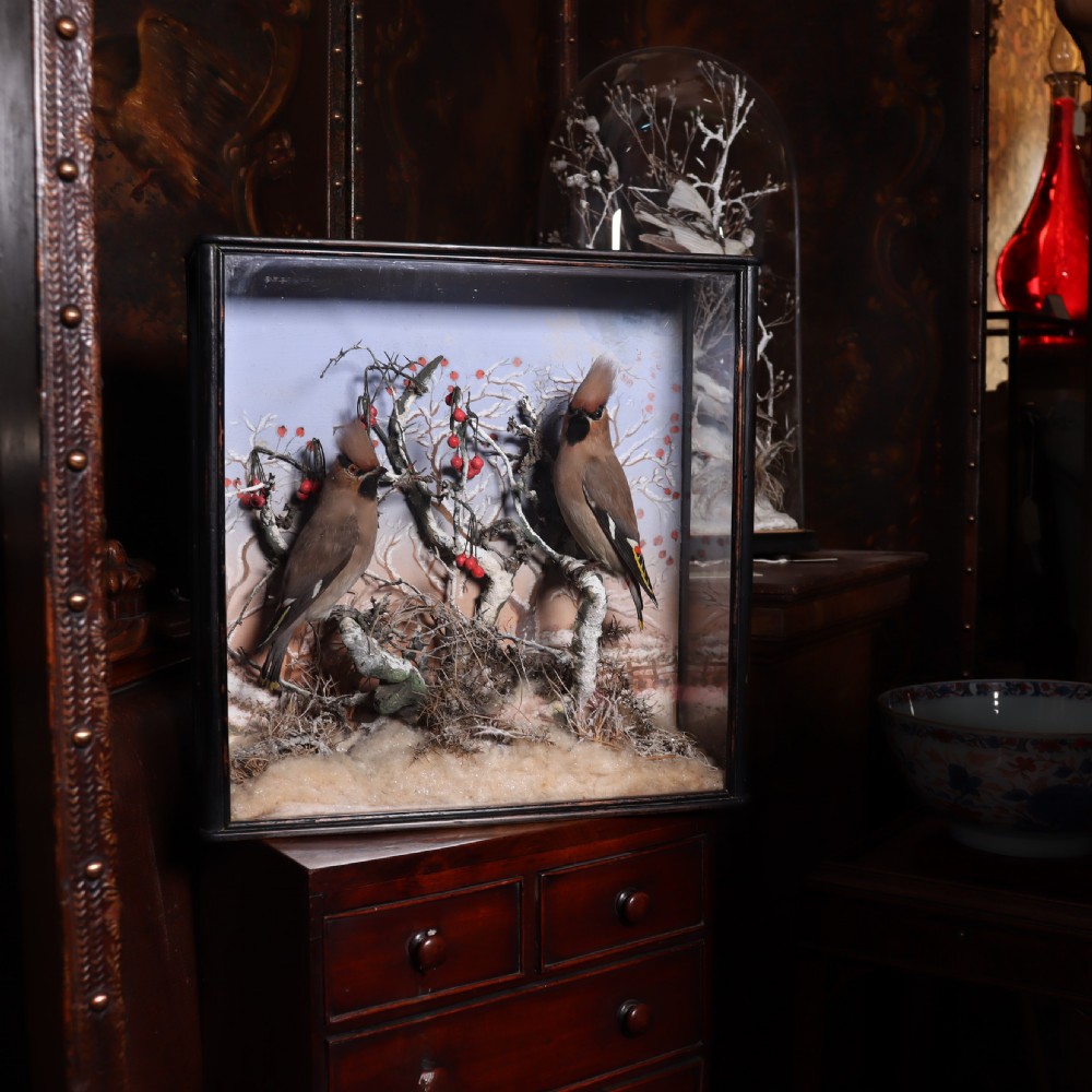 A Victorian glazed wooden display case containing a pair of taxidermy waxwing birds perching on snowy branches with red berries against a painted winter sky. View IV