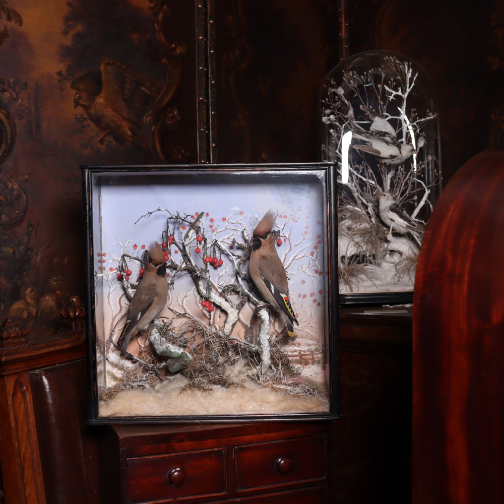 A Victorian glazed wooden display case containing a pair of taxidermy waxwing birds perching on snowy branches with red berries against a painted winter sky. View II