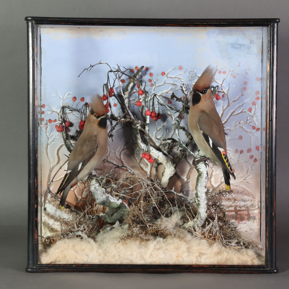 A Victorian glazed wooden display case containing a pair of taxidermy waxwing birds perching on snowy branches with red berries against a painted winter sky.