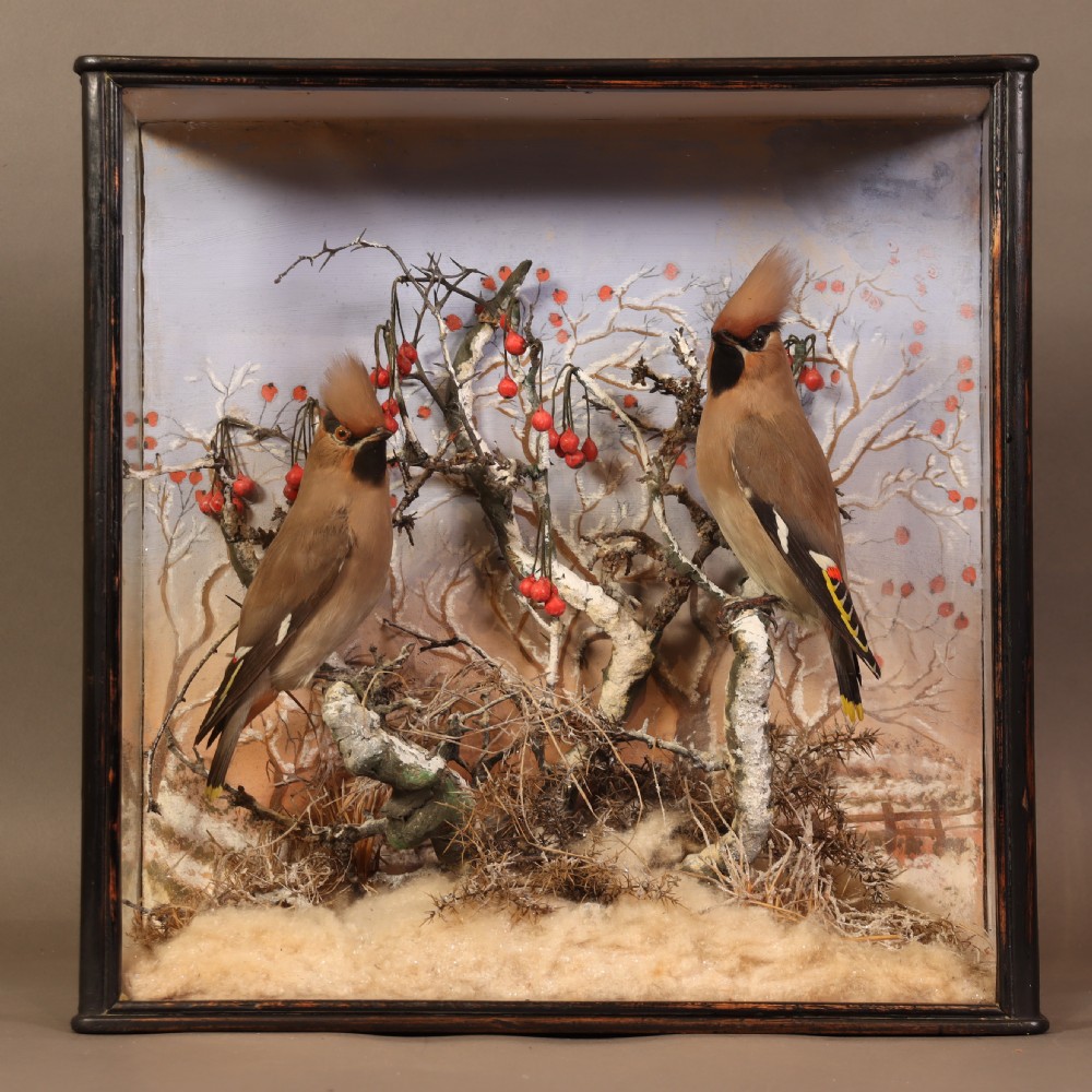 A Victorian glazed wooden display case containing a pair of taxidermy waxwing birds perching on snowy branches with red berries against a painted winter sky. View V