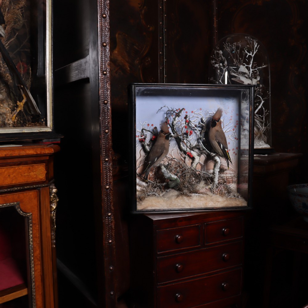 A Victorian glazed wooden display case containing a pair of taxidermy waxwing birds perching on snowy branches with red berries against a painted winter sky. View VII