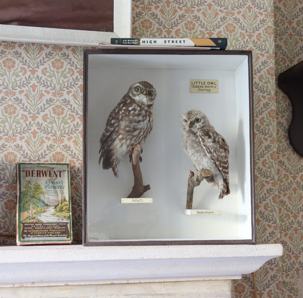 A Victorian glazed display case containing two taxidermy Little Owls mounted on wooden perches with printed paper identification labels. View III