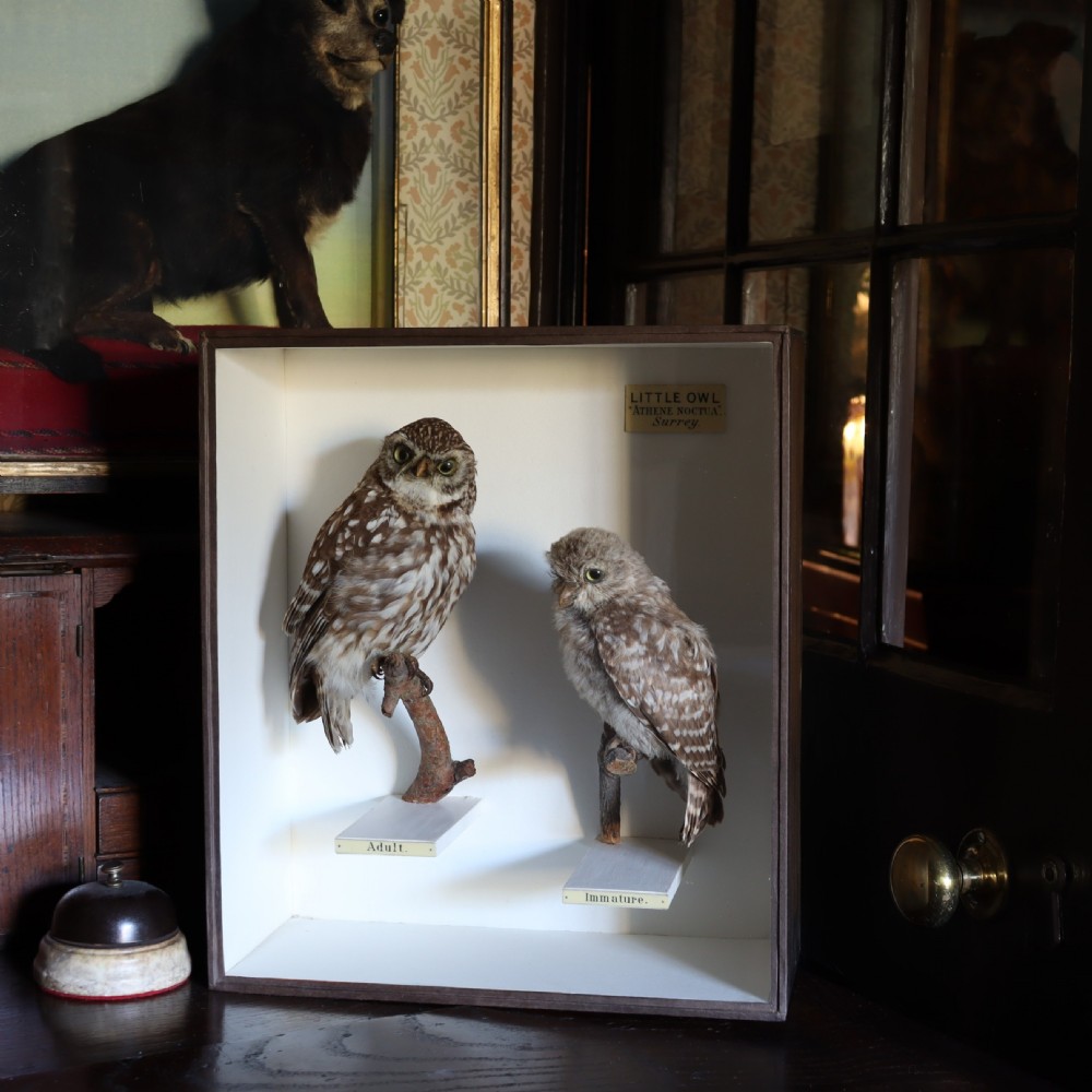A Victorian glazed display case containing two taxidermy Little Owls mounted on wooden perches with printed paper identification labels. View II