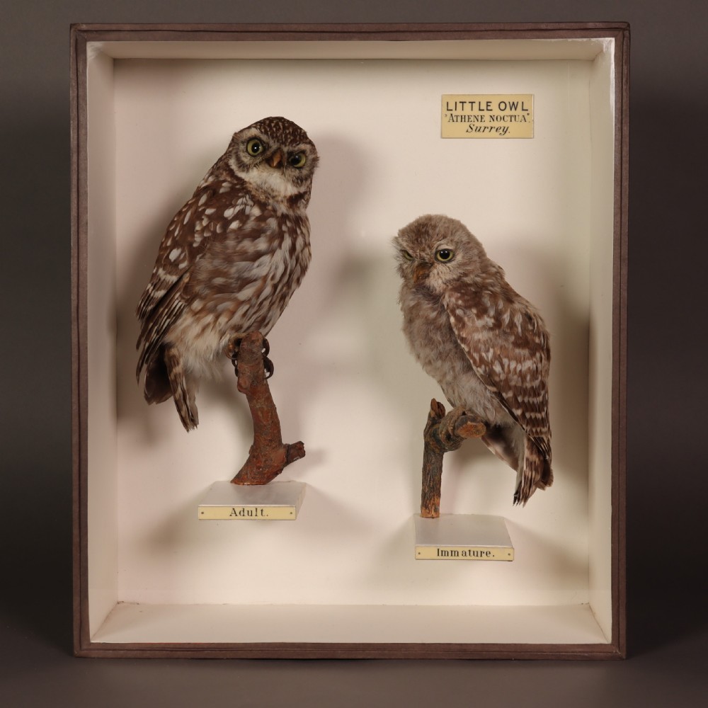 A Victorian glazed display case containing two taxidermy Little Owls mounted on wooden perches with printed paper identification labels.