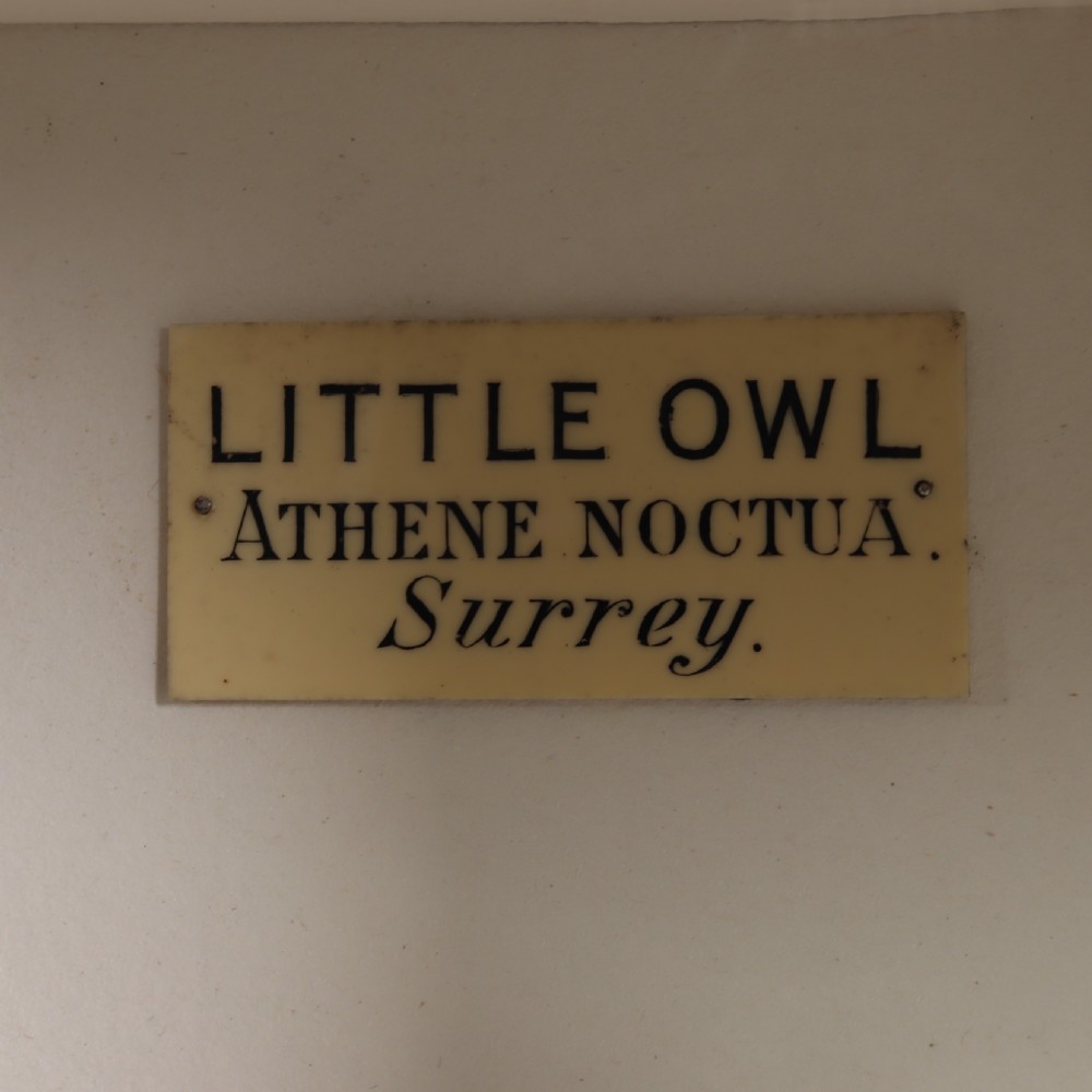 A Victorian glazed display case containing two taxidermy Little Owls mounted on wooden perches with printed paper identification labels. View IV