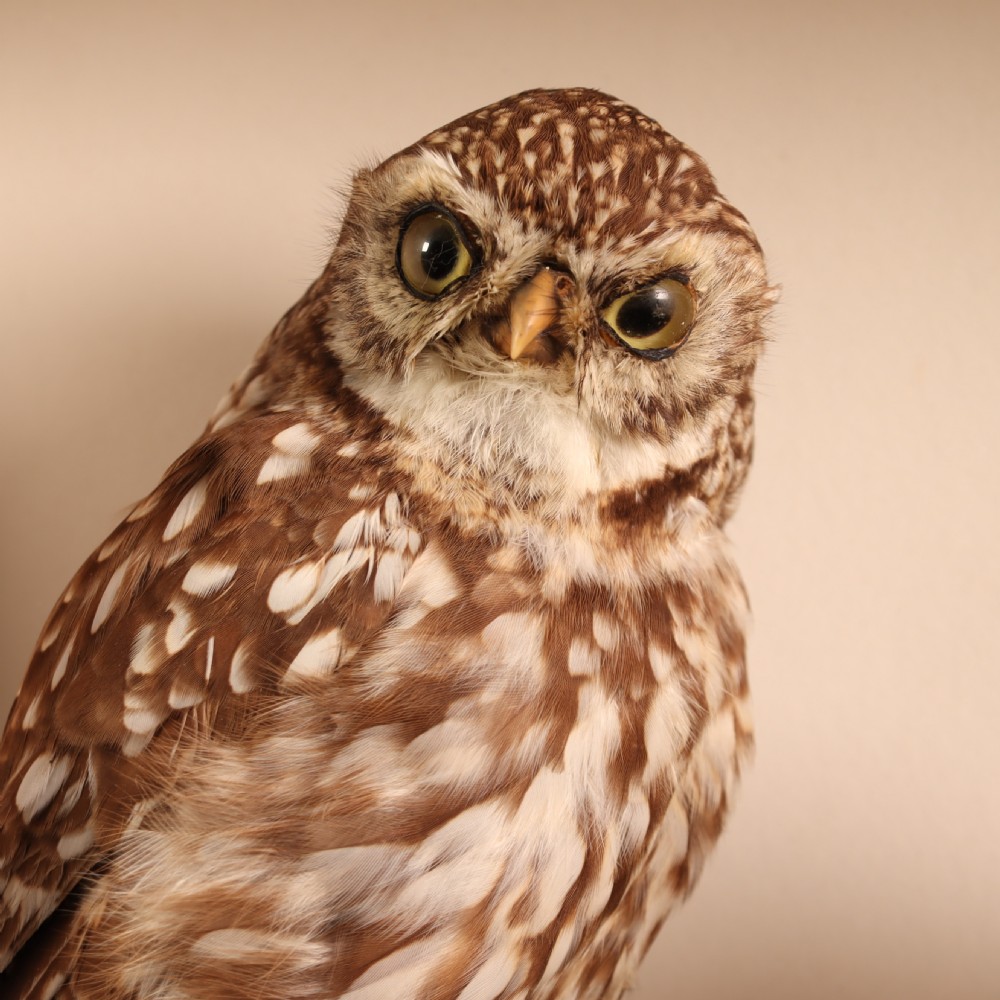 A Victorian glazed display case containing two taxidermy Little Owls mounted on wooden perches with printed paper identification labels. View V