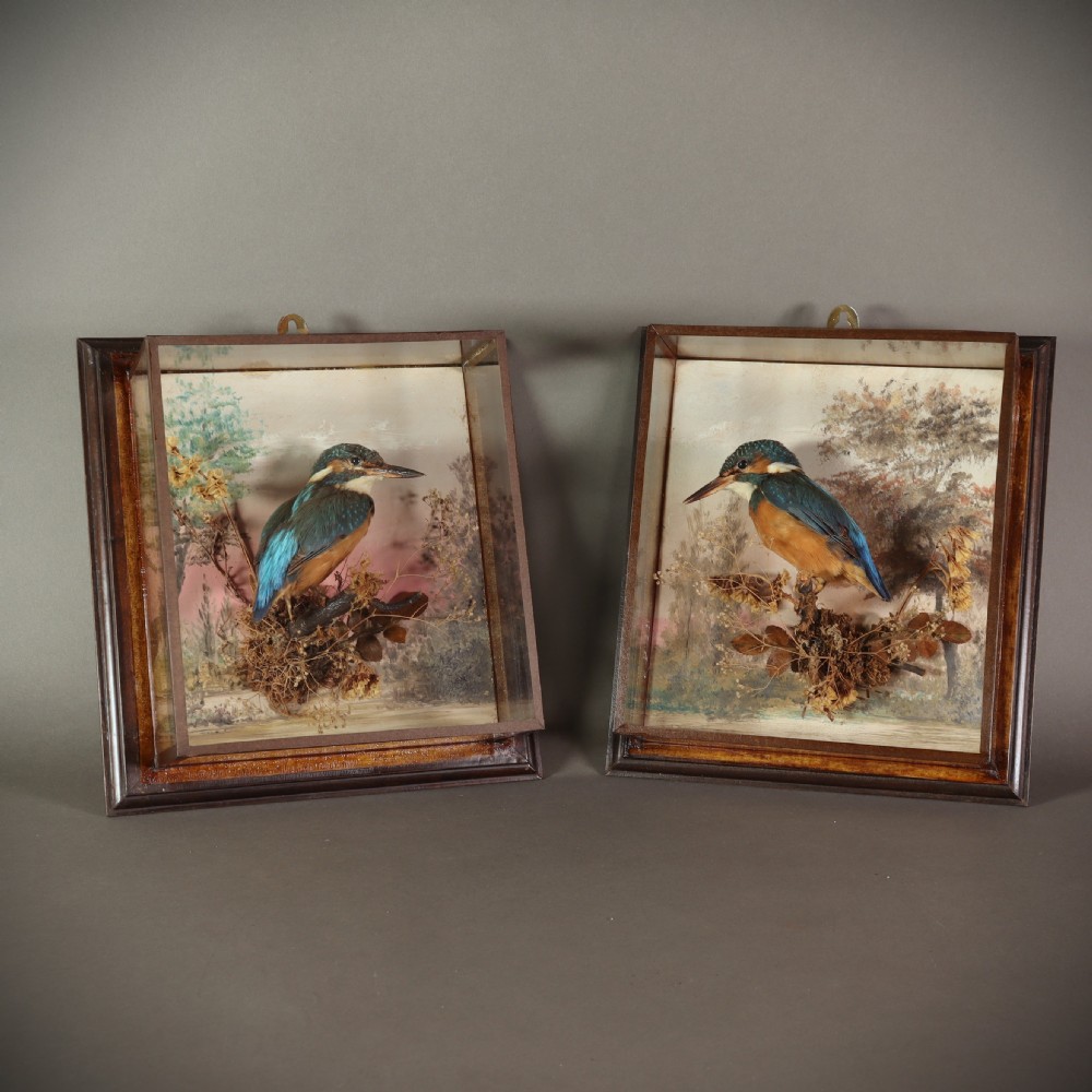 Antique Taxidermy – A Pair of picture frame cases by Rowland Green, each containing a Kingfisher with painted scenic back drop