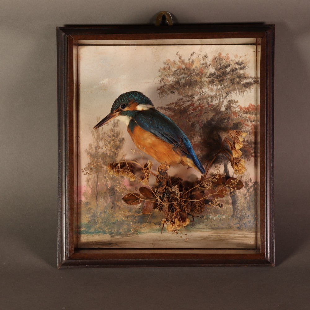 Antique Taxidermy – A Pair of picture frame cases by Rowland Green, each containing a Kingfisher with painted scenic back drop View III