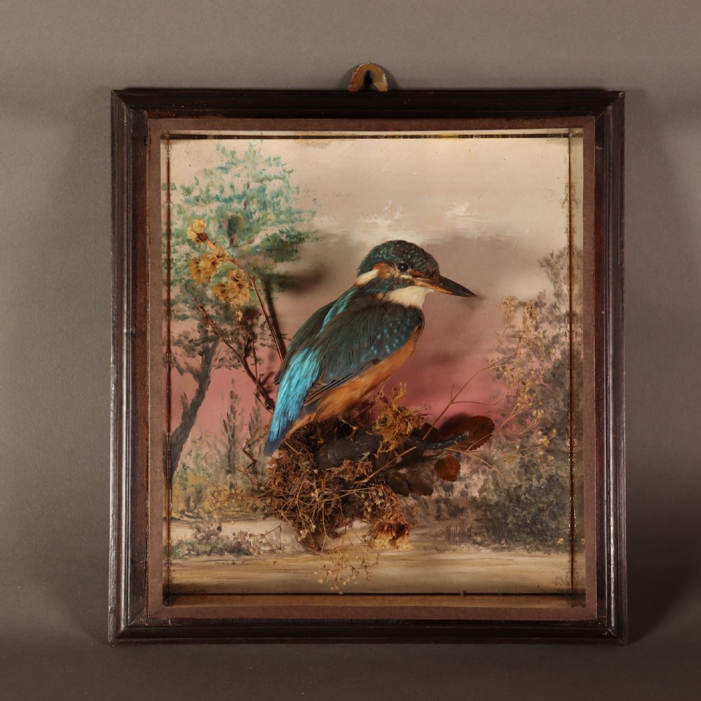 Antique Taxidermy – A Pair of picture frame cases by Rowland Green, each containing a Kingfisher with painted scenic back drop View IV