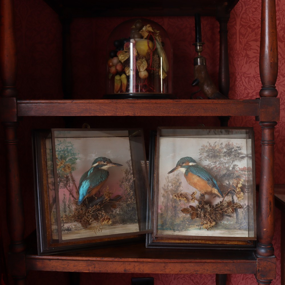 Antique Taxidermy – A Pair of picture frame cases by Rowland Green, each containing a Kingfisher with painted scenic back drop View VIII