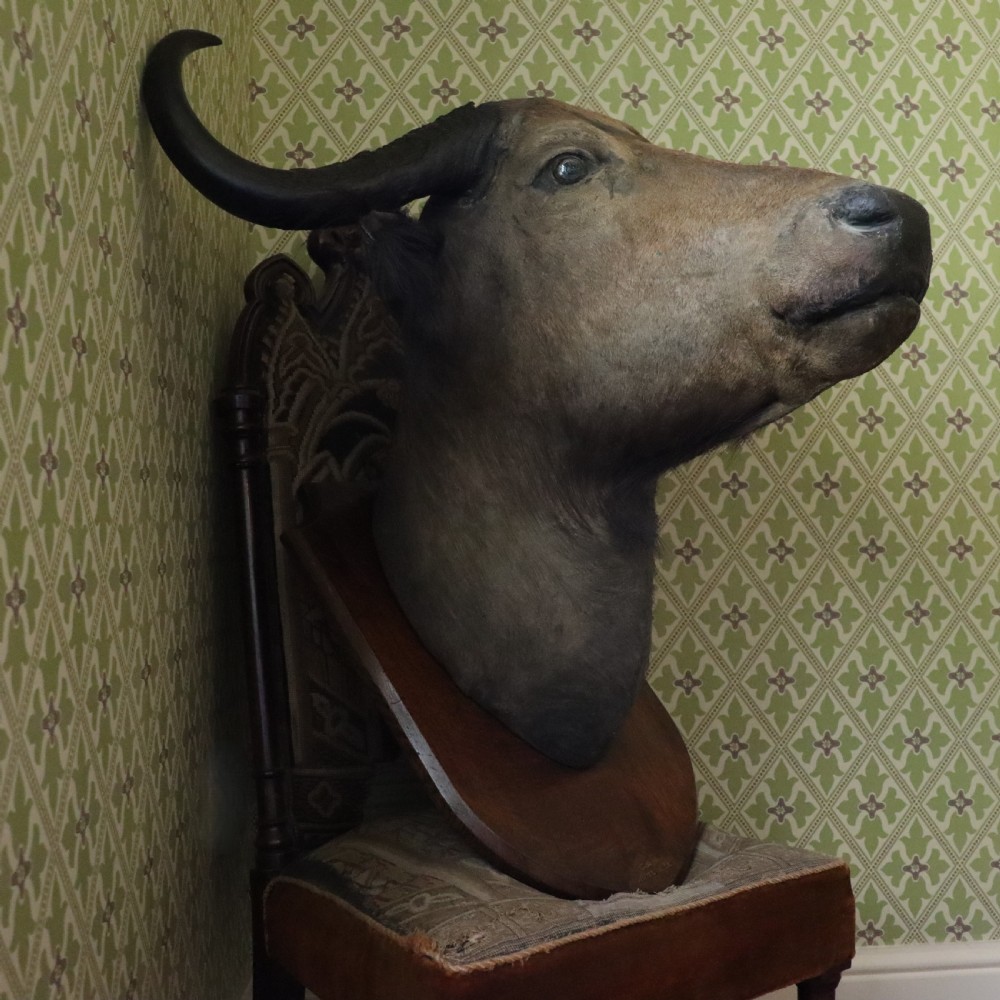 A Victorian taxidermy Nile buffalo head featuring curved dark horns mounted on a polished oak shield. View VII