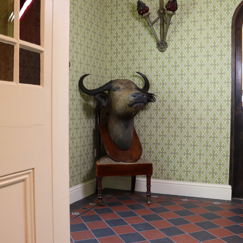 A Victorian taxidermy Nile buffalo head featuring curved dark horns mounted on a polished oak shield. View II