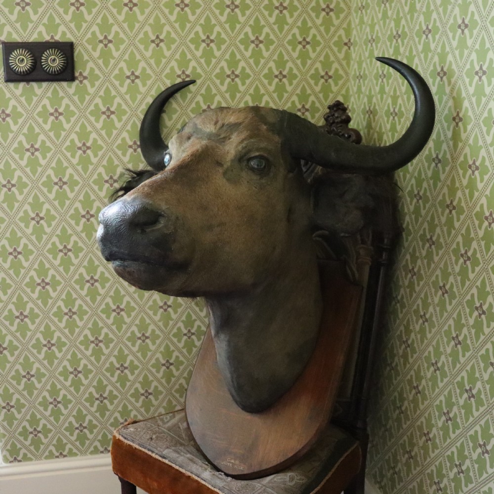 A Victorian taxidermy Nile buffalo head featuring curved dark horns mounted on a polished oak shield. View III
