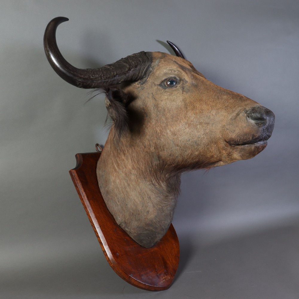 A Victorian taxidermy Nile buffalo head featuring curved dark horns mounted on a polished oak shield. View V