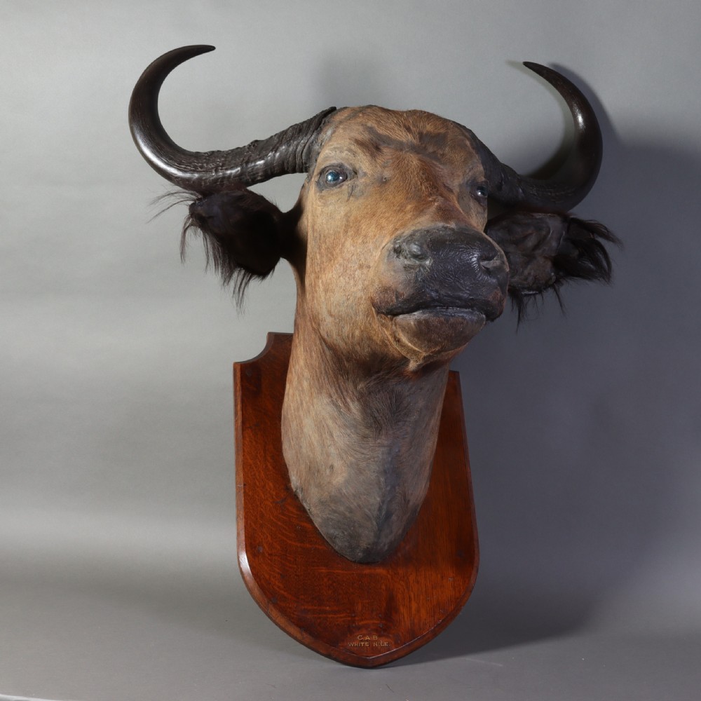 A Victorian taxidermy Nile buffalo head featuring curved dark horns mounted on a polished oak shield. View VI