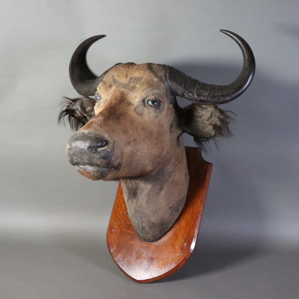 A Victorian taxidermy Nile buffalo head featuring curved dark horns mounted on a polished oak shield.