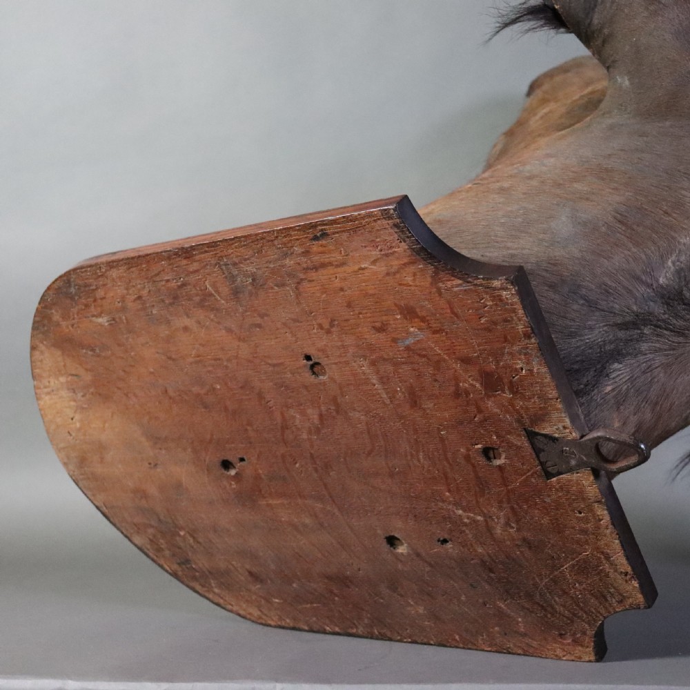 A Victorian taxidermy Nile buffalo head featuring curved dark horns mounted on a polished oak shield. View VIII