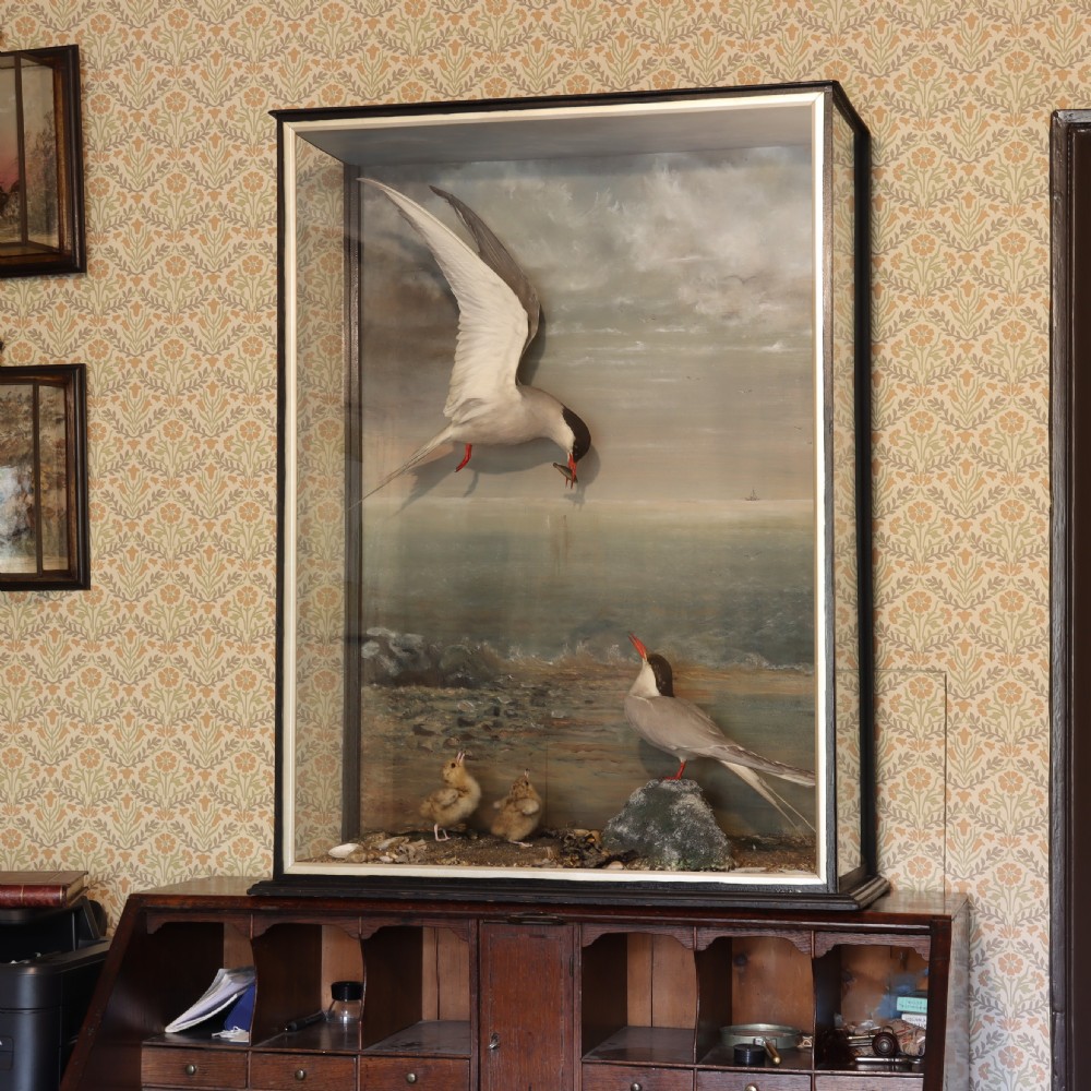 Victorian Taxidermy – Arctic Terns with chicks by the talented Thomas of Gloucester 