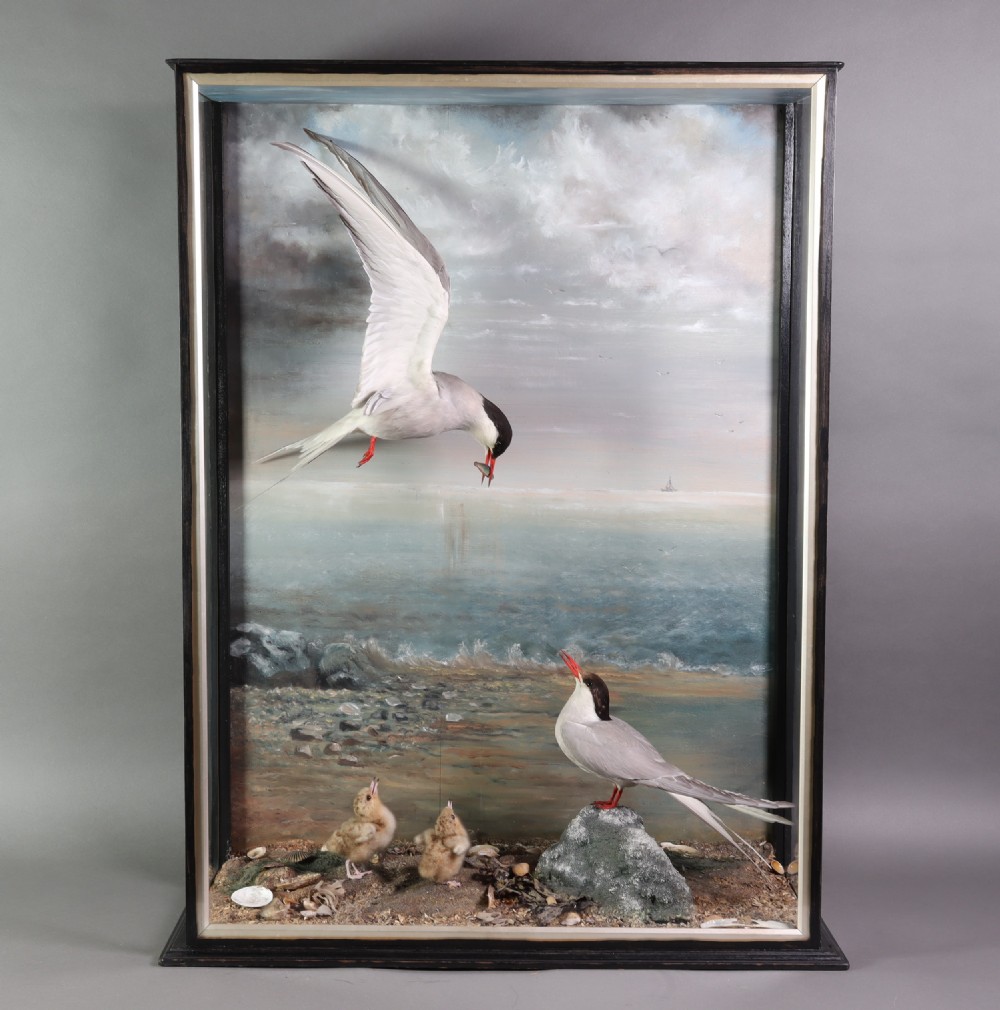 Victorian Taxidermy – Arctic Terns with chicks by the talented Thomas of Gloucester  View II
