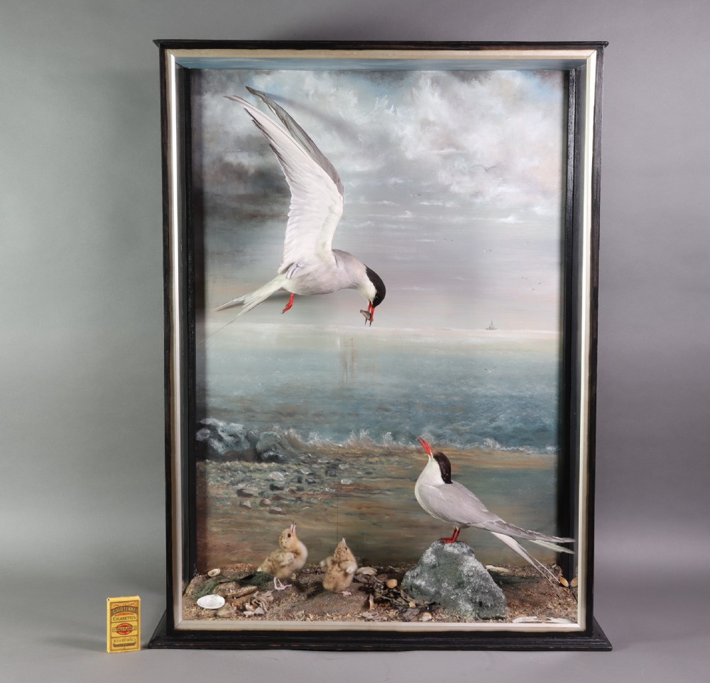 Victorian Taxidermy – Arctic Terns with chicks by the talented Thomas of Gloucester  View III