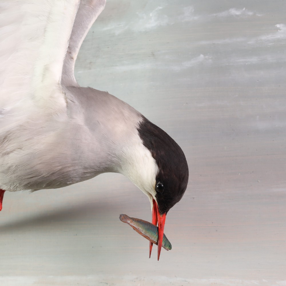Victorian Taxidermy – Arctic Terns with chicks by the talented Thomas of Gloucester  View IV