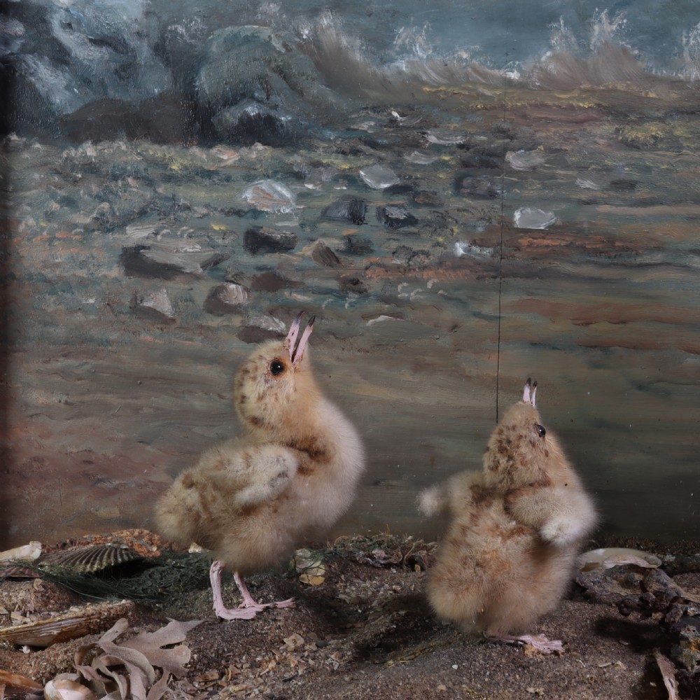 Victorian Taxidermy – Arctic Terns with chicks by the talented Thomas of Gloucester  View V