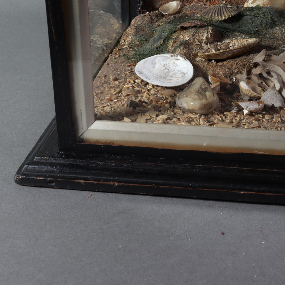 Victorian Taxidermy – Arctic Terns with chicks by the talented Thomas of Gloucester  View VIII