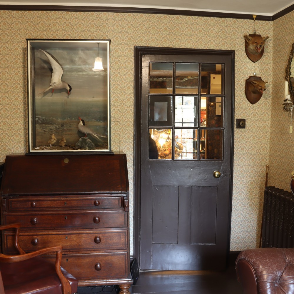 Victorian Taxidermy – Arctic Terns with chicks by the talented Thomas of Gloucester  View X